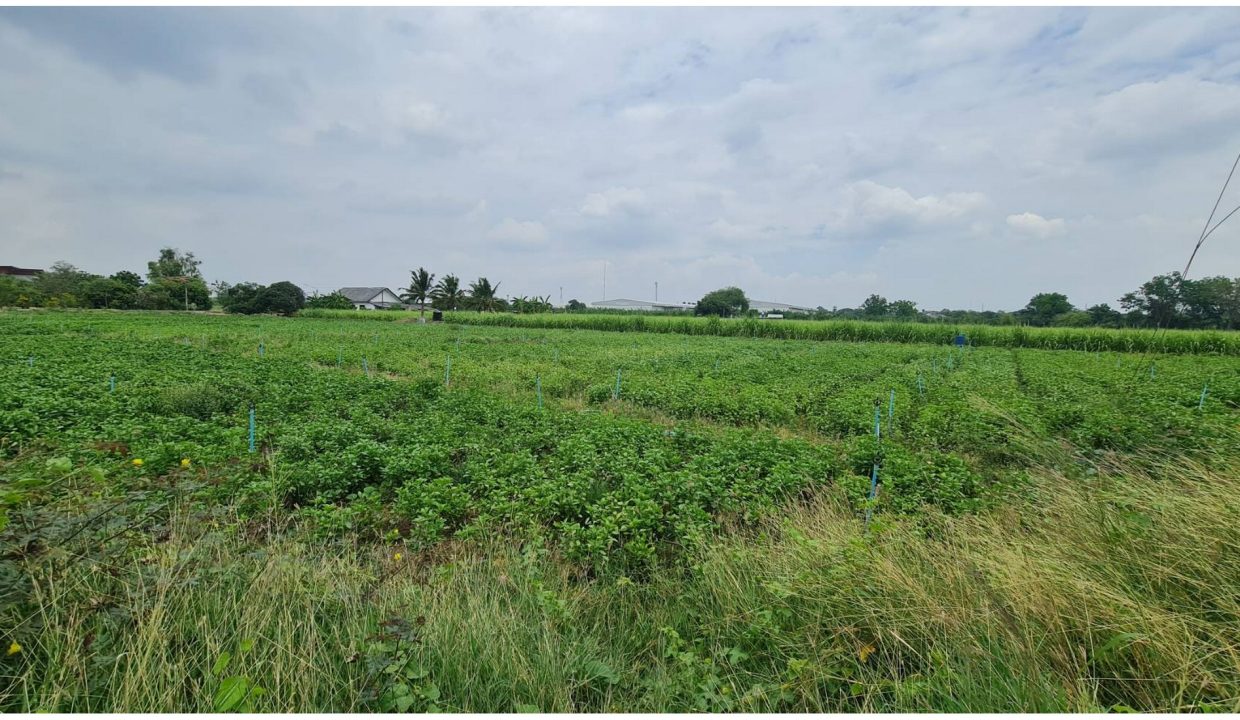 ขายที่ดินวังขนาย-ท่าม่วง-กาญจนบุรี-0017