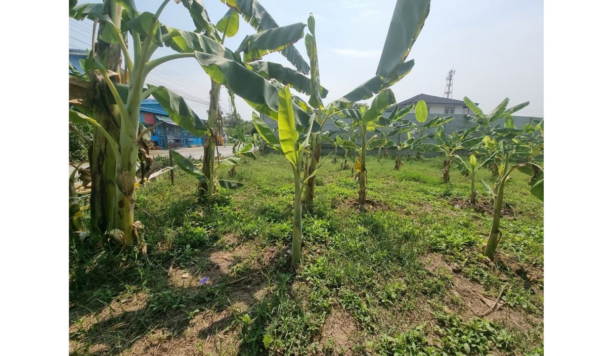 ที่ดิน-มิตรไมตรี-หนองจอก-005
