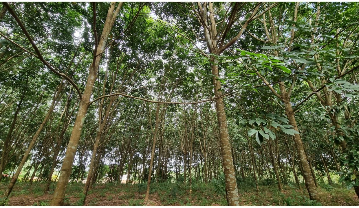 ที่ดินสนามชัยเขต-ฉะเชิงเทรา-40